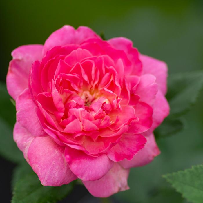'Tahitian Treasure™' Rose - Rosa from Milmont Greenhouses