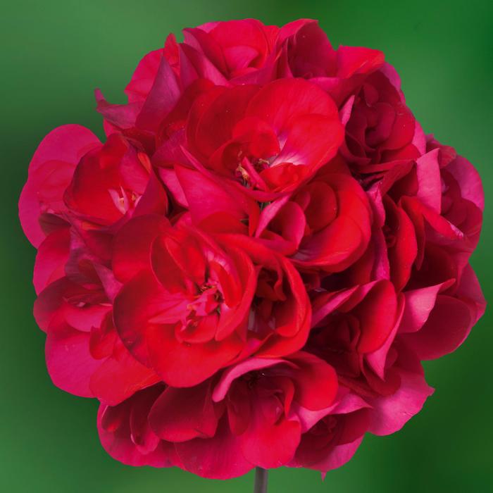 Calliope® Medium Hot Rose - Pelargonium (Interspecific Geranium) from Milmont Greenhouses
