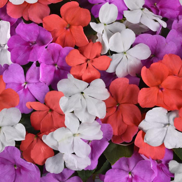 Beacon® 'Pearl Island Mix' - Impatiens walleriana from Milmont Greenhouses