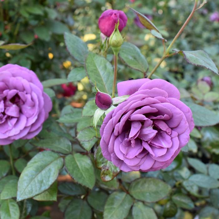 Sunbelt® 'Plum Perfect™' - Rosa (Rose) from Milmont Greenhouses