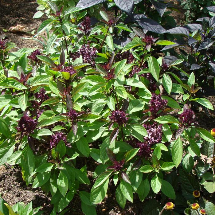 ''Siam Queen'' Thai Basil - Ocimum basilicum var. thyrsiflora from Milmont Greenhouses