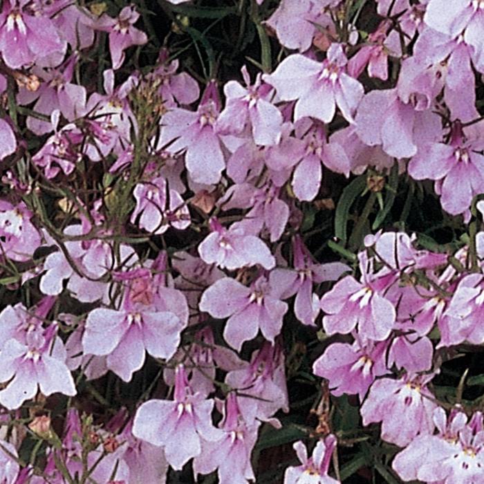 Regatta Lilac - Lobelia erinus from Milmont Greenhouses