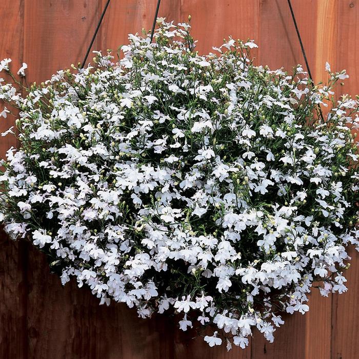'Regatta White' - Lobelia erinus from Milmont Greenhouses