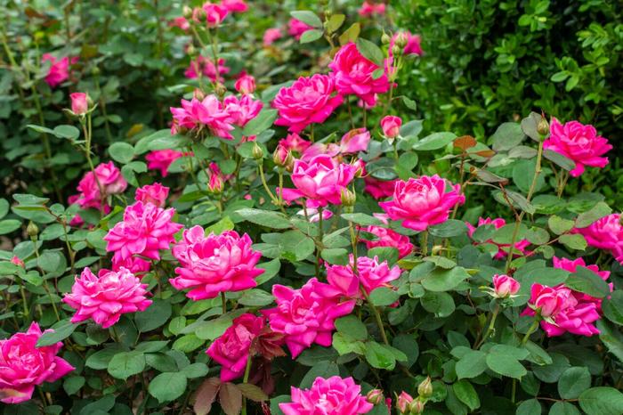 Knock Out® Pink Double - Rosa (Shrub Rose) from Milmont Greenhouses