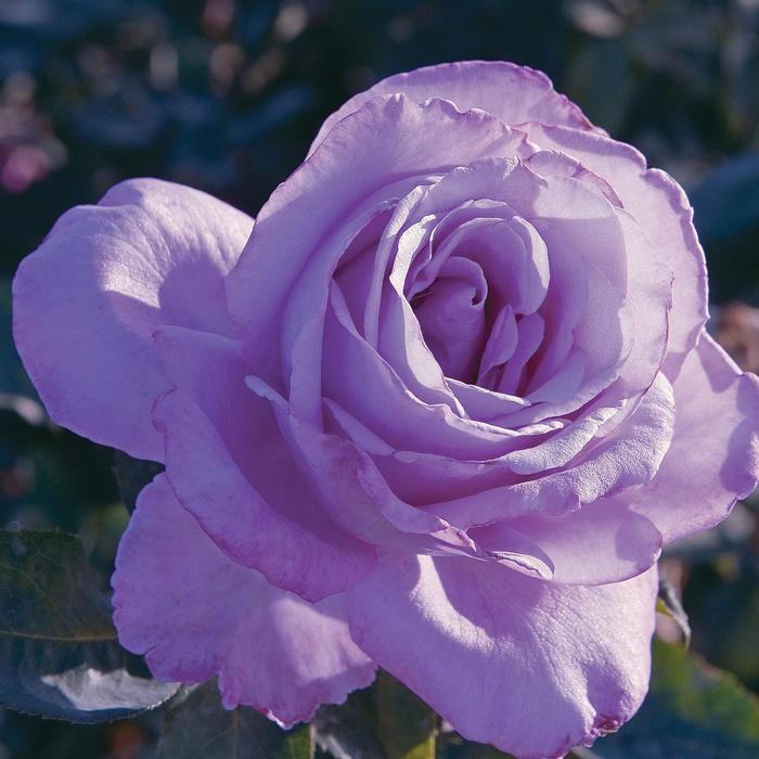 'Blue Girl' Hybrid Tea Rose - Rosa from Milmont Greenhouses