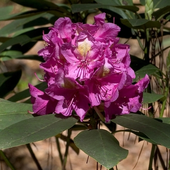 Rhododendron Shammarello hybrid - 'Besse Howells'