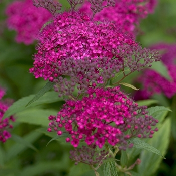 Spiraea japonica 'Neon Flash' (Spirea) - Neon Flash Spirea