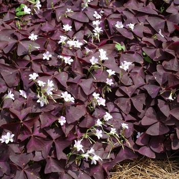 Oxalis regnellii - 'Purpurea' Ornamental Purple Shamrock Oxalis regnellii - 'Purpurea' Ornamental Purple Shamrock