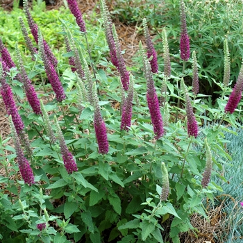 Teucrium chamaedrys - Common Germander Teucrium chamaedrys - Common Germander