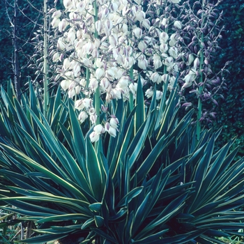 Yucca x gloriosa - 'Variegata' Mound-lily