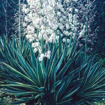 Yucca x gloriosa - 'Variegata' Mound-lily Yucca x gloriosa - 'Variegata' Mound-lily