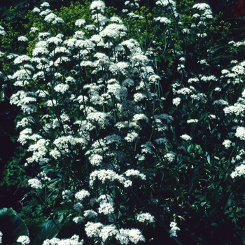 Valeriana officinalis (Common Valerian) - Common Valerian
