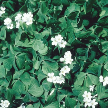 Oxalis regnellii - Ornamental Shamrock Oxalis regnellii - Ornamental Shamrock