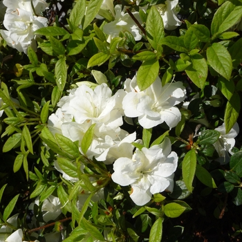 Rhododendron (Azalea) - Encore® 'Autumn Moonlight®'