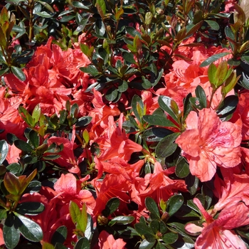 Rhododendron Girard hybrid - 'Girard's Fashion' Azalea