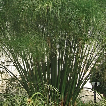 Cyperus papyrus (Egyptian Papyrus) - Graceful Grasses® ''King Tut®''