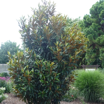 Magnolia grandiflora - Alta™ Southern Magnolia