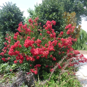 Lagerstroemia indica - 'Red Rocket®' Crape Myrtle