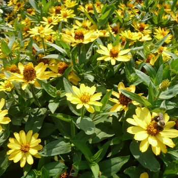 Zinnia - Profusion 'Yellow' Zinnia - Profusion 'Yellow'