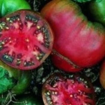 Lycopersicon esculentum - 'Black Krim' Tomato Lycopersicon esculentum - 'Black Krim' Tomato