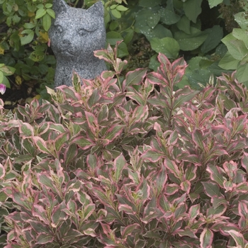Weigela florida - My Monet® Weigela florida - My Monet®