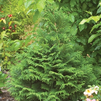 Chamaecyparis pisifera - False Cypress