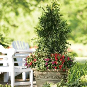 Thuja plicata - 'Spring Grove®' Western Arborvitae Thuja plicata - 'Spring Grove®' Western Arborvitae