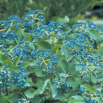 Viburnum dentatum - ''Blue Muffin®'' Arrowwood Viburnum Viburnum dentatum - ''Blue Muffin®'' Arrowwood Viburnum