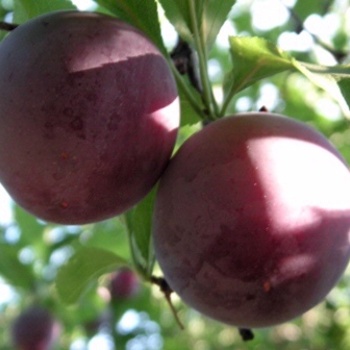 Prunus salicina - 'Santa Rosa' Plum Prunus salicina - 'Santa Rosa' Plum