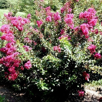 Lagerstroemia indica - ''Dynamite'' Dynamite Crapemyrtle