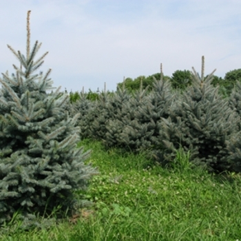 Picea pungens - 'Fat Albert' Colorado Blue Spruce