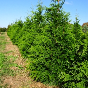 Thuja - 'Green Giant' Giant Arborvitae Thuja - 'Green Giant' Giant Arborvitae