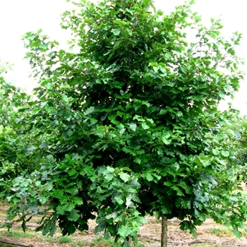 Quercus bicolor - Swamp White Oak Quercus bicolor - Swamp White Oak