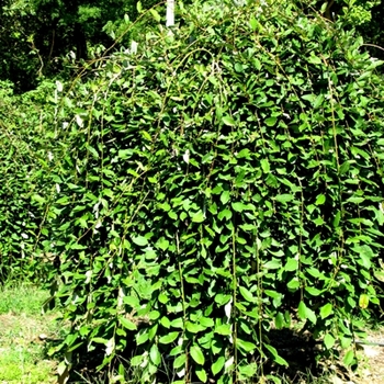 Salix caprea - 'Pendula' Weeping Pussy Willow