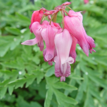 Dicentra eximia - Wild Bleeding Heart Dicentra eximia - Wild Bleeding Heart