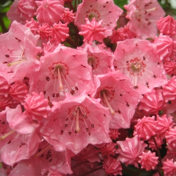 Kalmia latifolia - 'Pink Charm' Pink Charm Mountain Laurel