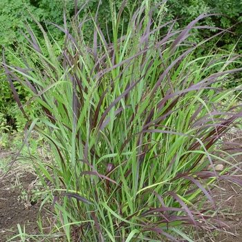 Panicum virgatum 'Shenandoah' (Switch Grass) - Shenandoah Switch Grass