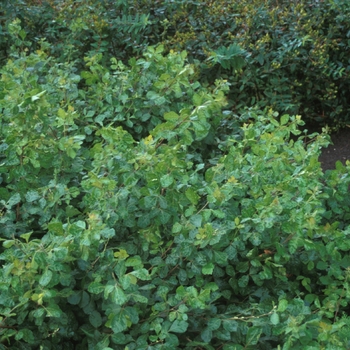 Rhus aromatica - ''Gro-Low'' Fragrant Sumac Rhus aromatica - ''Gro-Low'' Fragrant Sumac