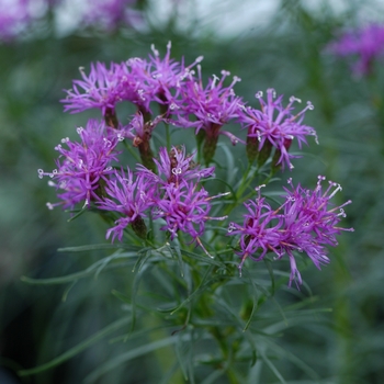 Vernonia lettermannii - ''Iron Butterfly'' Ironweed