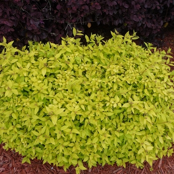 Spiraea japonica - 'Goldmound' Spirea Spiraea japonica - 'Goldmound' Spirea