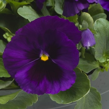 Viola x wittrockiana (Pansy) - Majestic Giants II ''Deep Blue w/Blotch'' Viola x wittrockiana (Pansy) - Majestic Giants II ''Deep Blue w/Blotch''