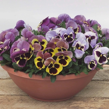 Viola x wittrockiana (Pansy) - Majestic Giants II ''Marina Shades with Blotch'' Viola x wittrockiana (Pansy) - Majestic Giants II ''Marina Shades with Blotch''