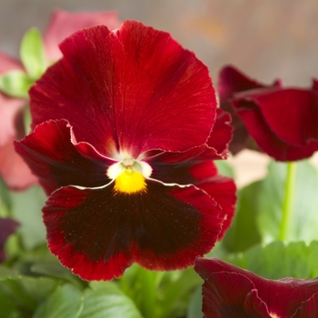 Viola x wittrockiana (Pansy) - Majestic Giants II ''Red w/Blotch'' Viola x wittrockiana (Pansy) - Majestic Giants II ''Red w/Blotch''