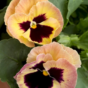Viola x wittrockiana (Pansy) - Majestic Giants II ''Sherry'' Viola x wittrockiana (Pansy) - Majestic Giants II ''Sherry''