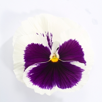 Viola x wittrockiana (Pansy) - Majestic Giants II ''White w/Blotch'' Viola x wittrockiana (Pansy) - Majestic Giants II ''White w/Blotch''