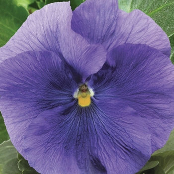 Viola x wittrockiana (Pansy) - Delta™ Premium 'Pure Light Blue' Viola x wittrockiana (Pansy) - Delta™ Premium 'Pure Light Blue'