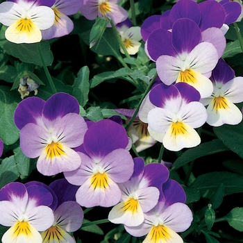 Viola x wittrockiana (Pansy) - Delta™ Premium 'Violet & White' Viola x wittrockiana (Pansy) - Delta™ Premium 'Violet & White'