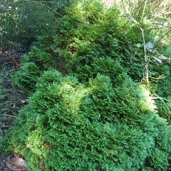 Thuja occidentalis - 'Hetz Midget' Arborvitae Thuja occidentalis - 'Hetz Midget' Arborvitae