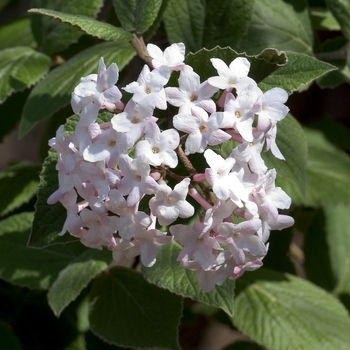 Viburnum carlesii - Koreanspice Viburnum Viburnum carlesii - Koreanspice Viburnum