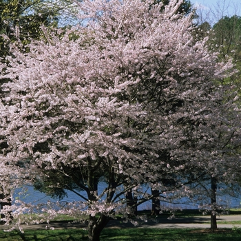 Prunus x yedoensis - Yoshino Cherry Prunus x yedoensis - Yoshino Cherry
